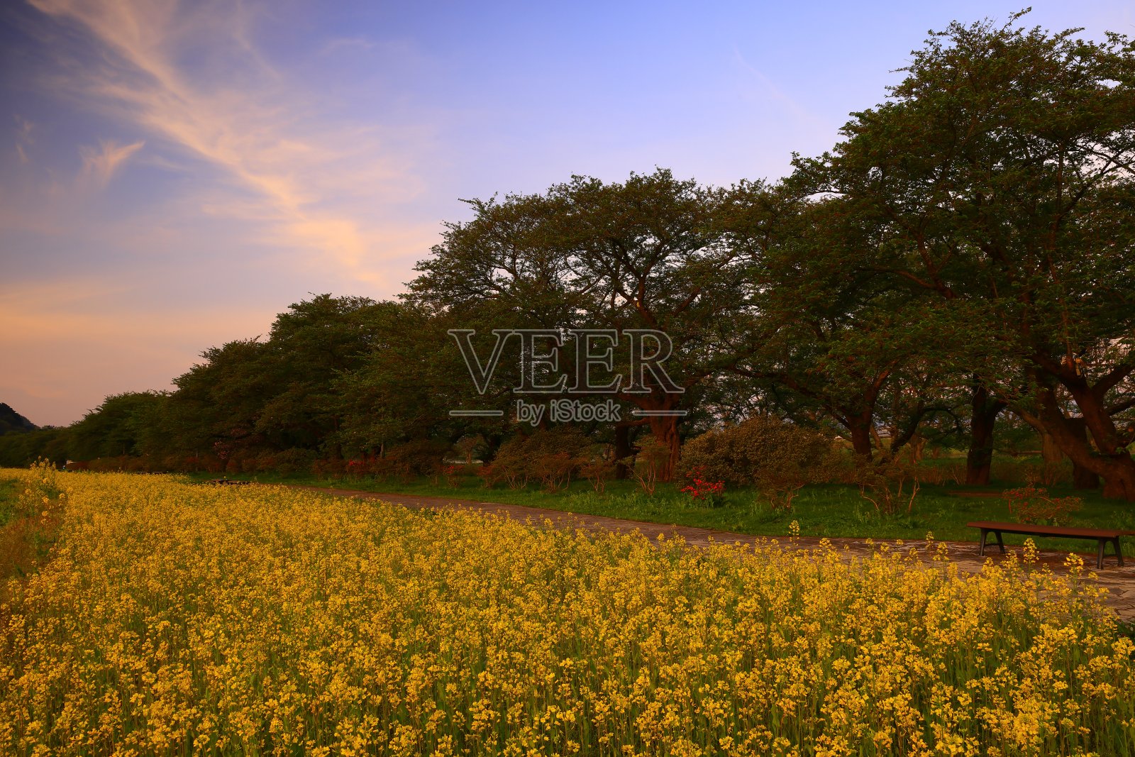 日出时油菜花盛开照片摄影图片