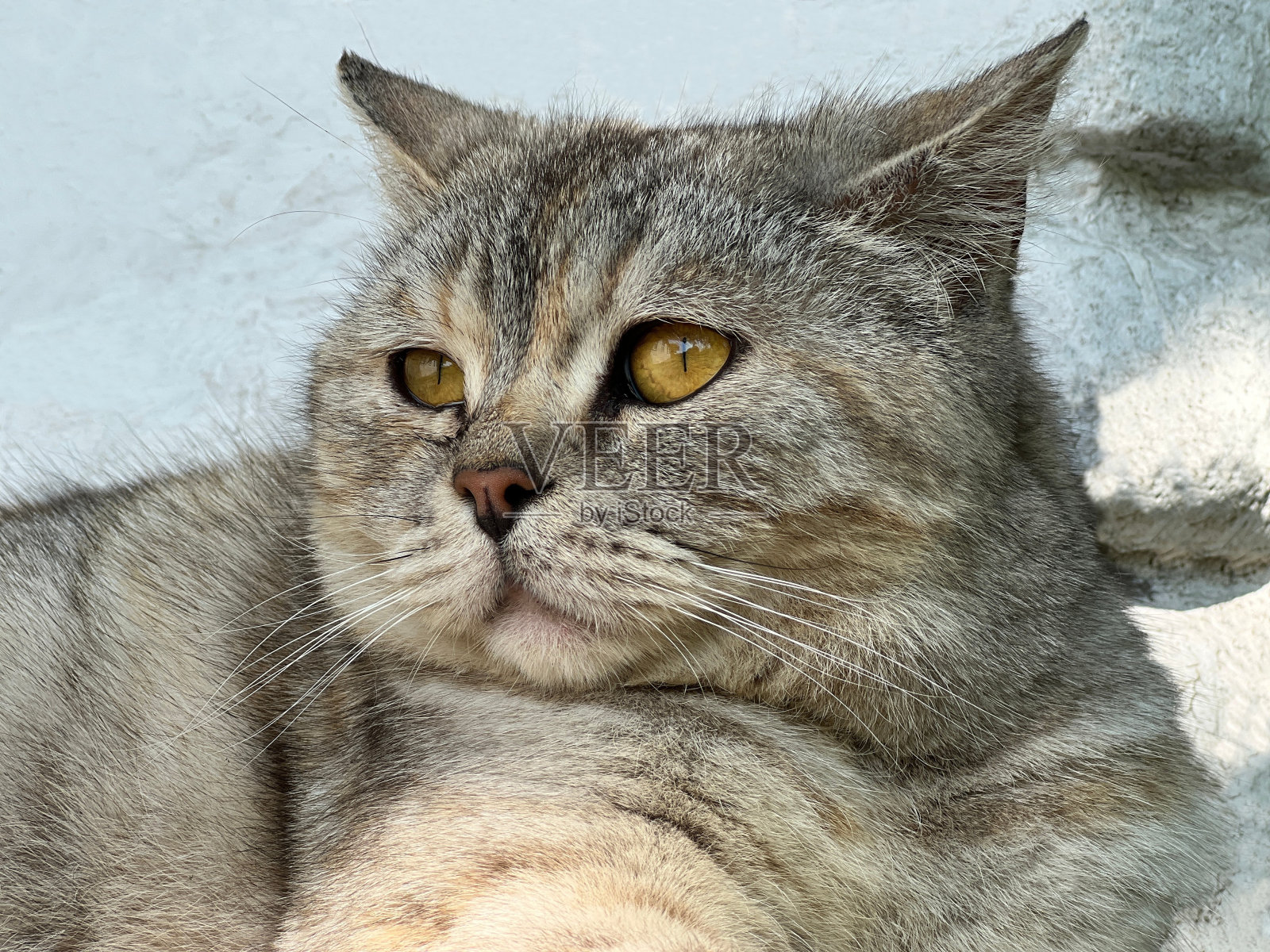 猫毛茸茸的虎斑可爱的宠物看着别处。照片摄影图片