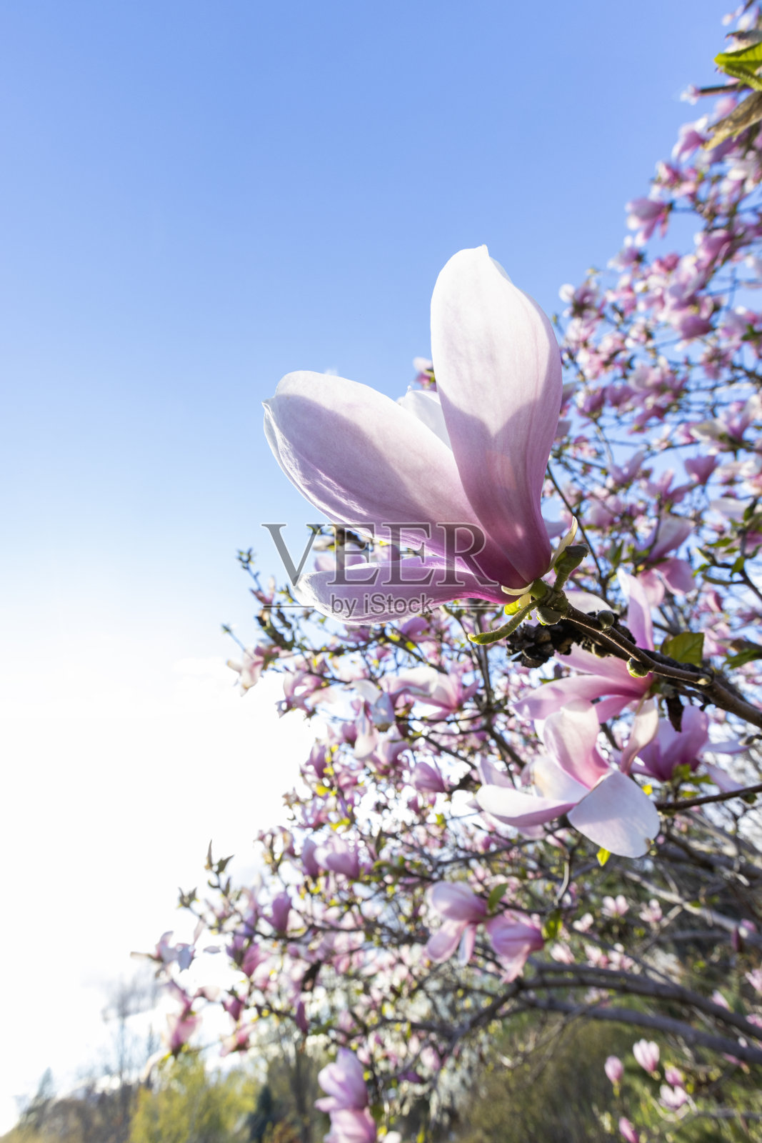 白玉兰照片摄影图片
