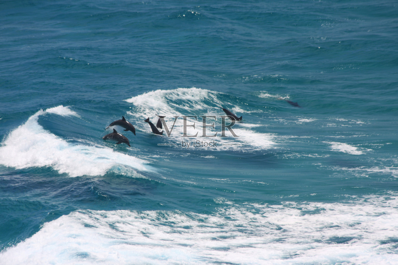 一群蓝海豚在弗雷泽岛的波浪中跳跃,野生动物,昆士兰州,澳大利亚照片摄影图片