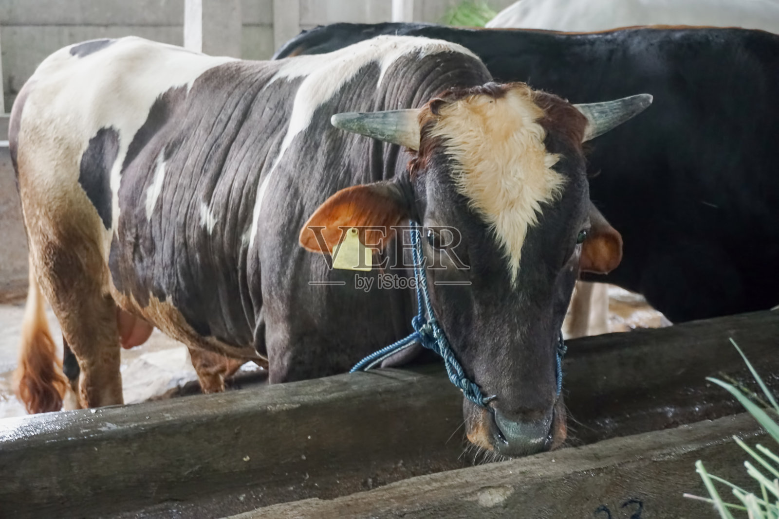 2023年,牲畜市场上的牛将作为宰牲节的祭品出售照片摄影图片