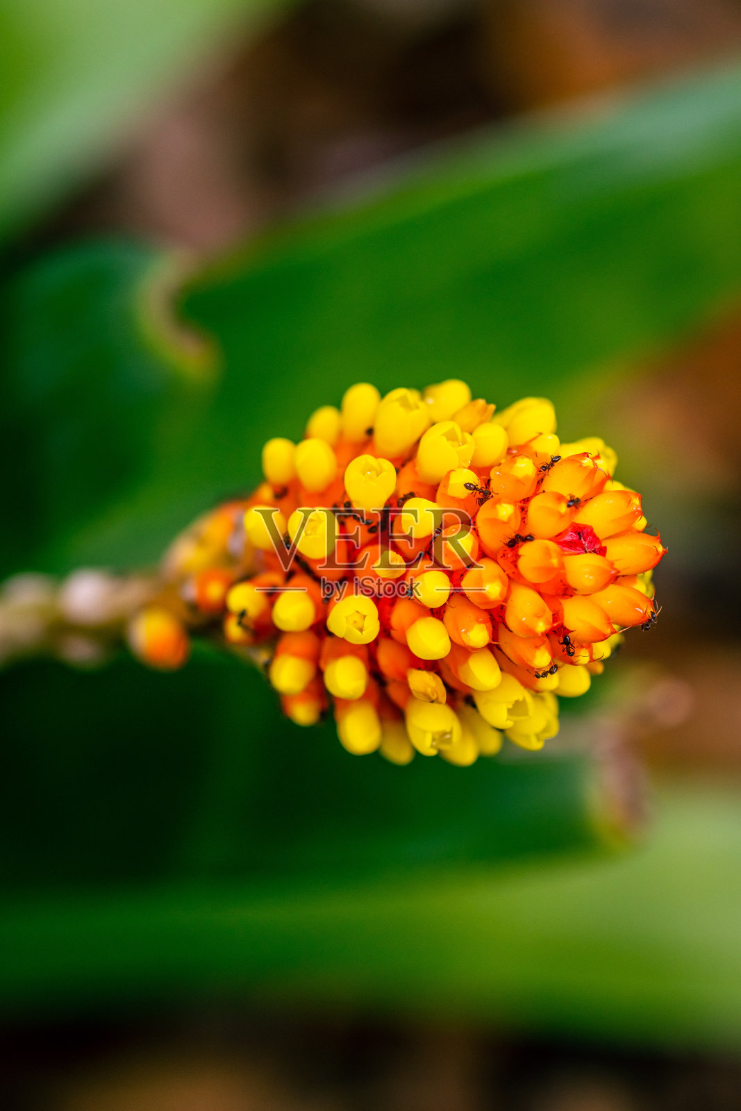 Clivia nobilis是丁香科植物。照片摄影图片