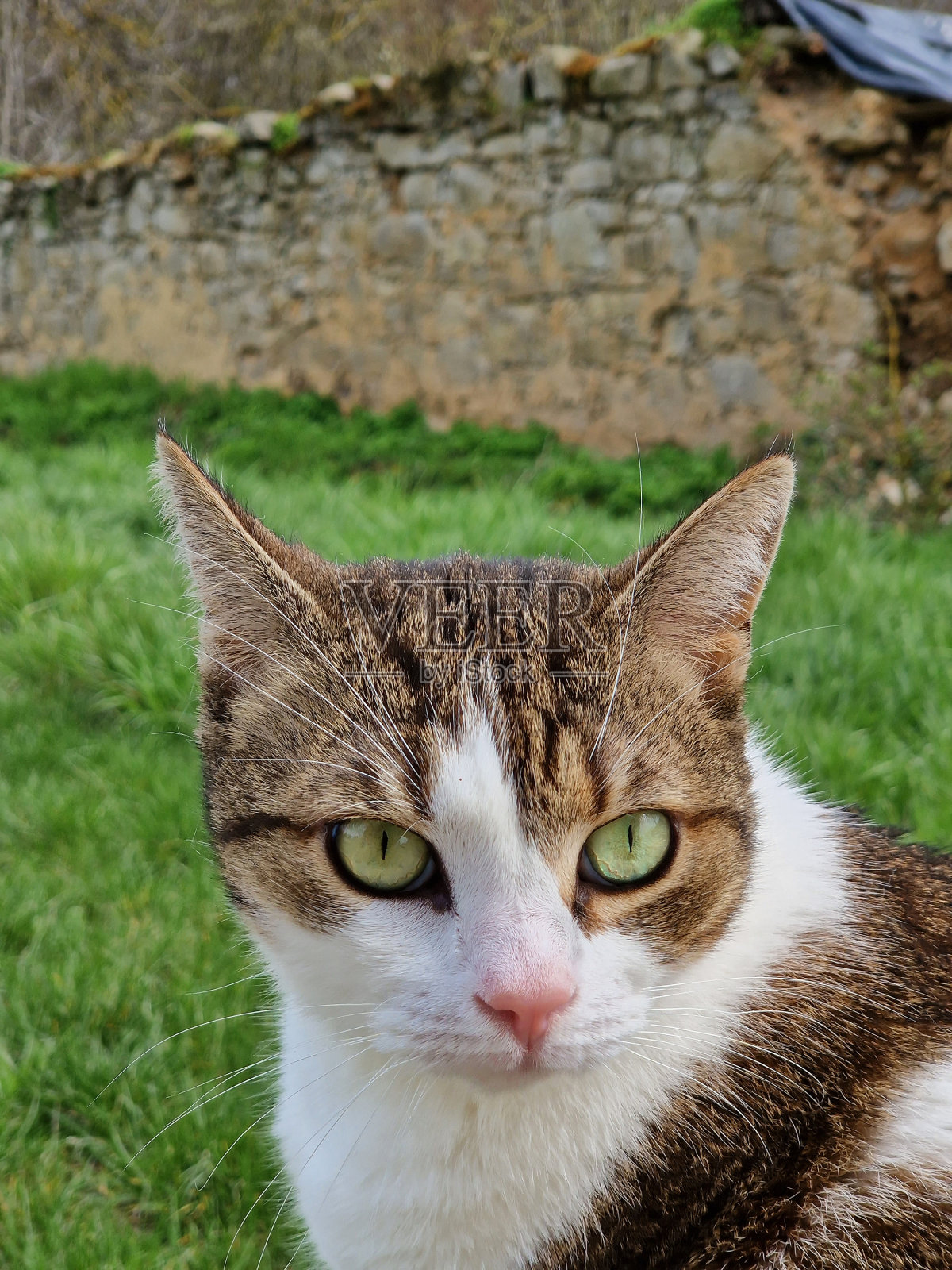 猫眼照片的样子照片摄影图片