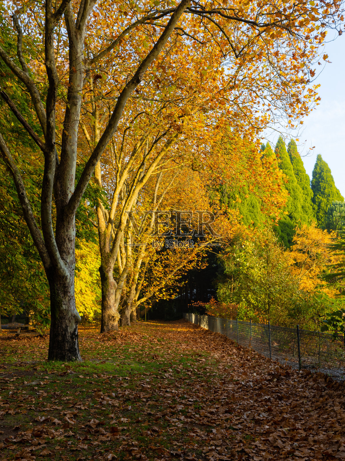 秋叶照片摄影图片