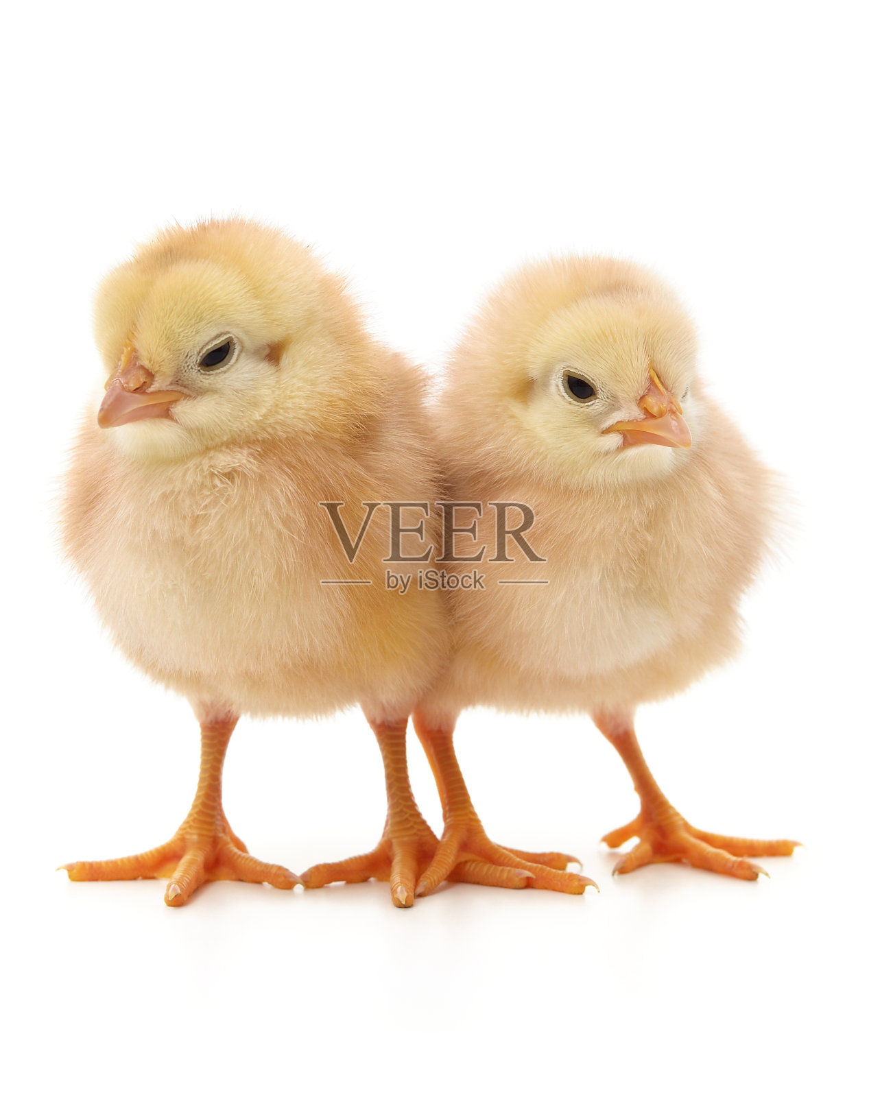 两只黄色的小鸡。照片摄影图片
