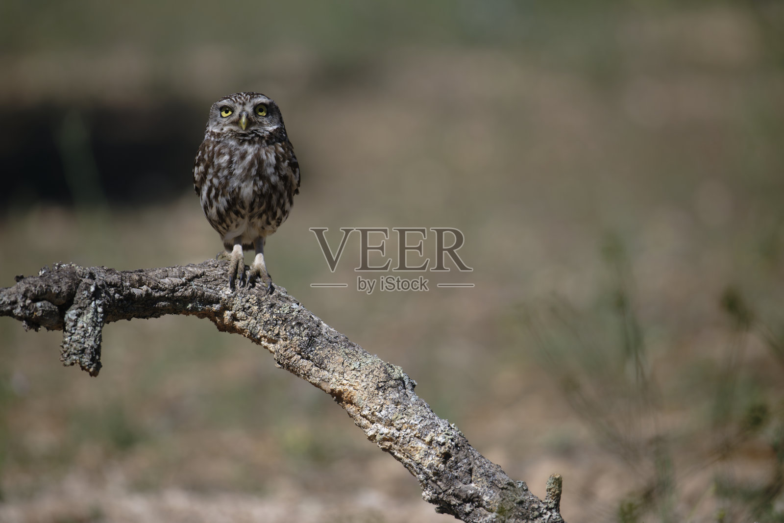 小猫头鹰(Athene noctua)照片摄影图片