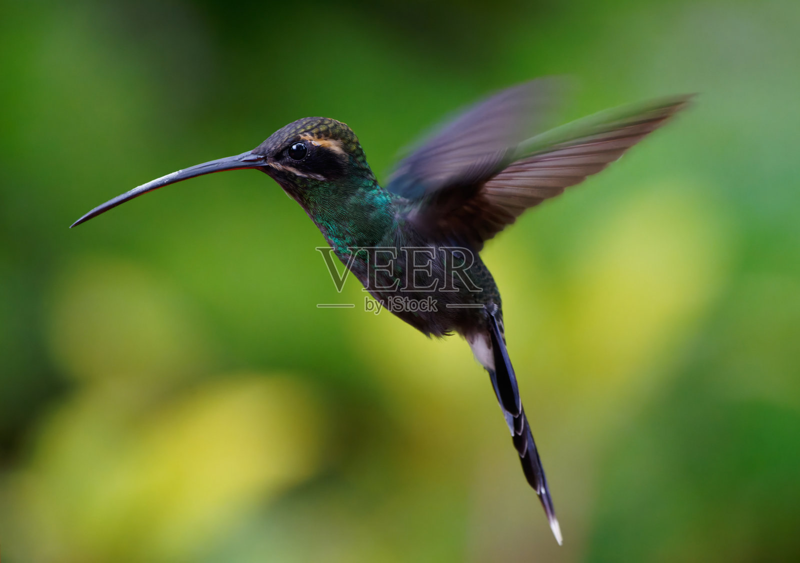 白须隐士蜂鸟照片摄影图片