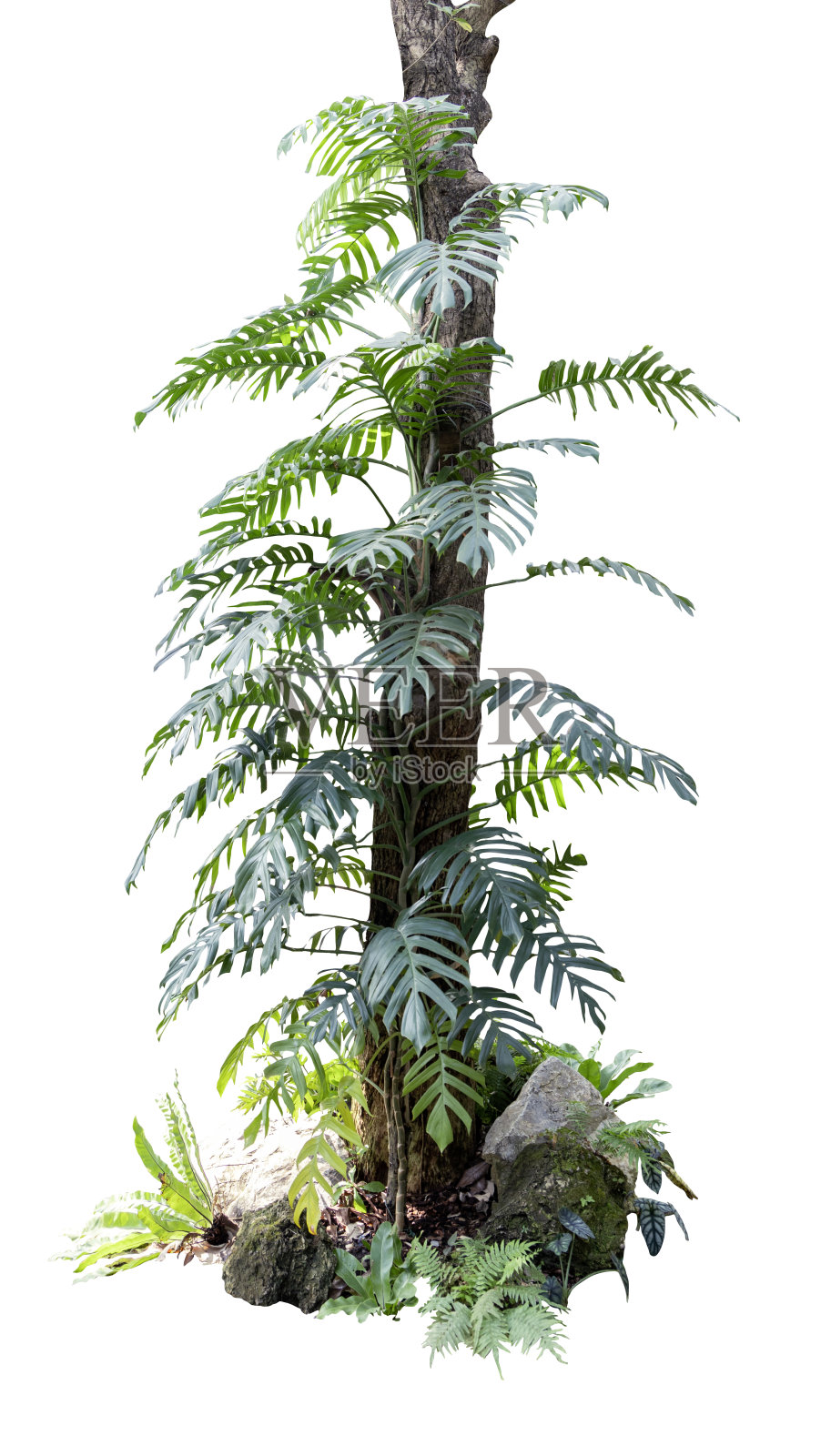 生长在森林中的Monstera植物的绿叶,热带丛林植物,白色背景上孤立的常绿藤蔓。照片摄影图片