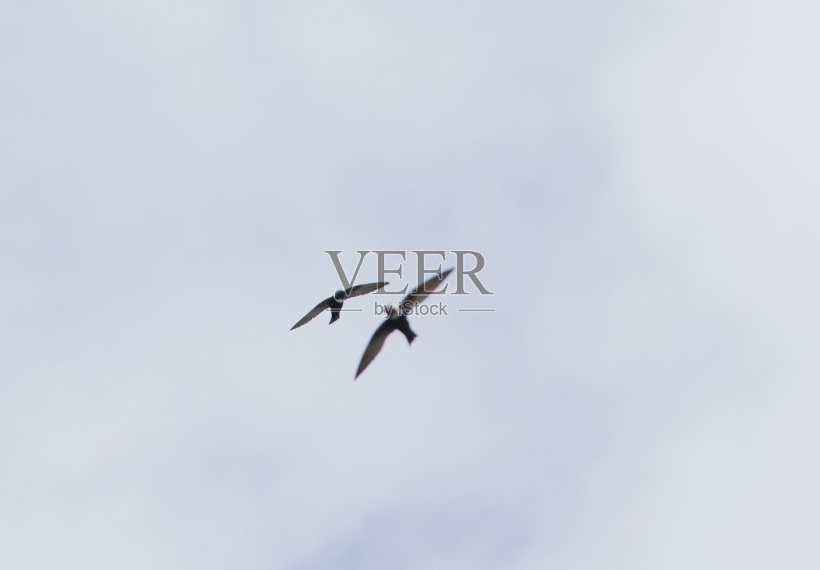 在蓝天白云中飞翔的白颈雨燕候鸟。照片摄影图片