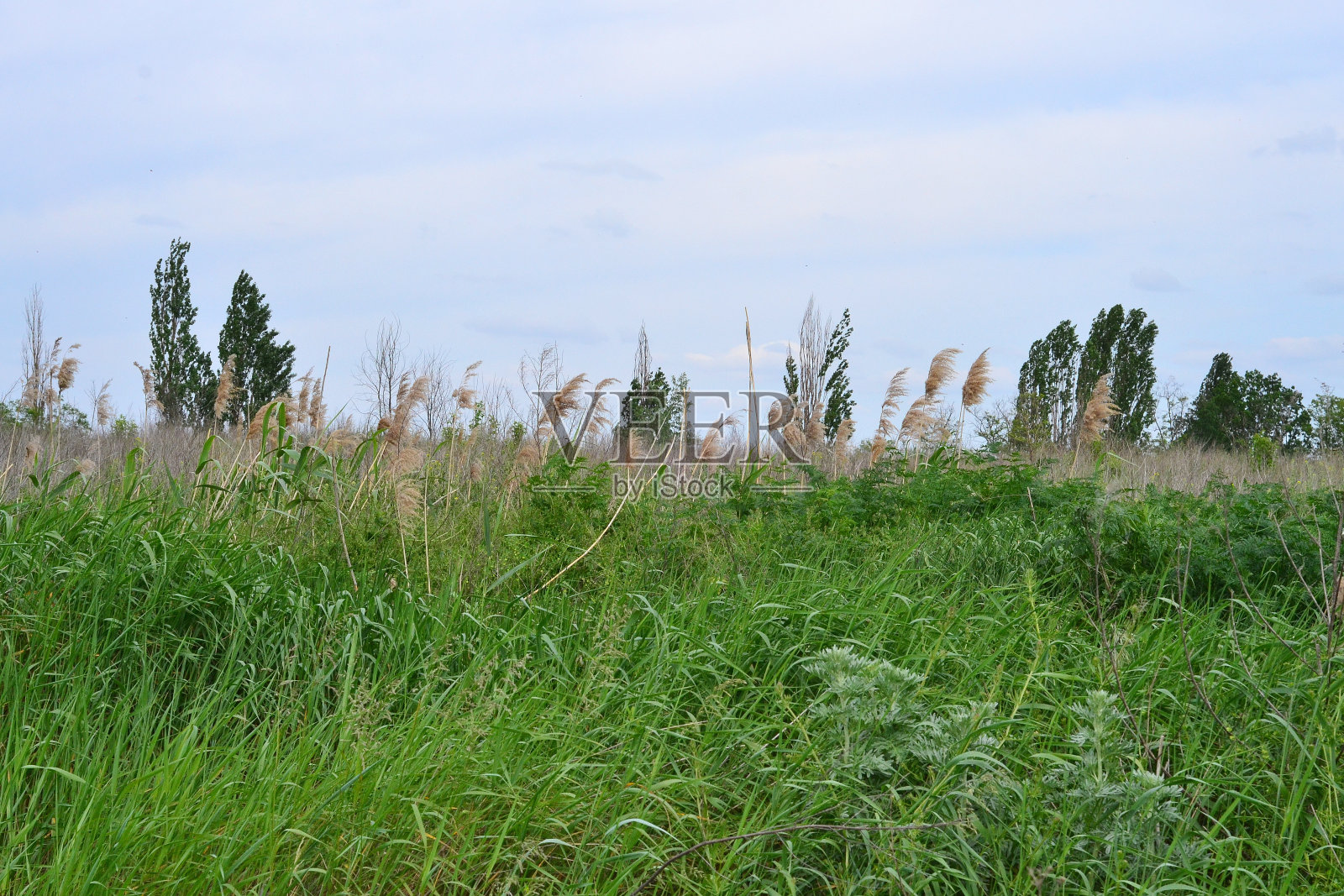 美丽的绿色,高大的草和蓝色的天空。照片摄影图片