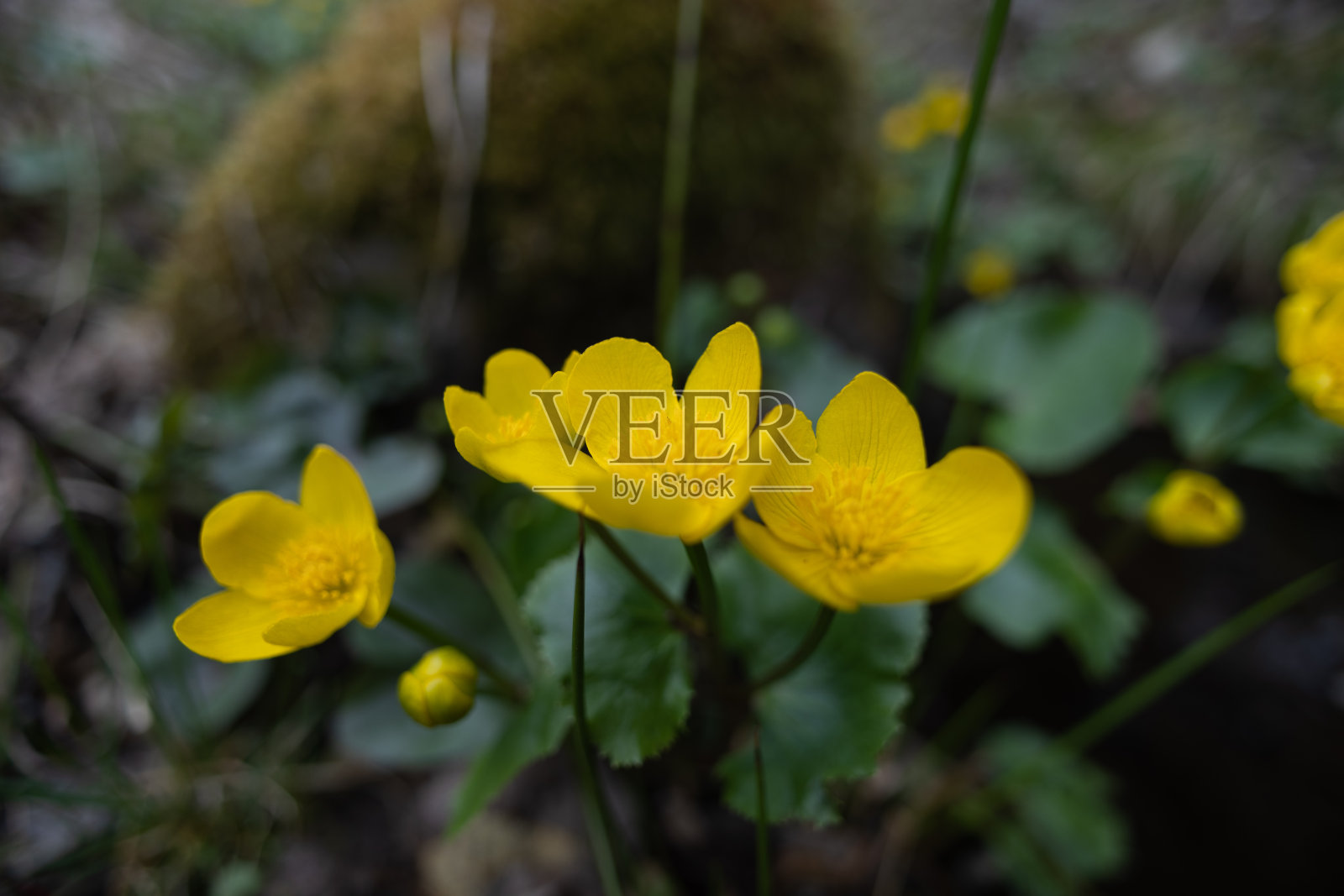 金色交响曲:生机勃勃的野花在春天盛开照片摄影图片