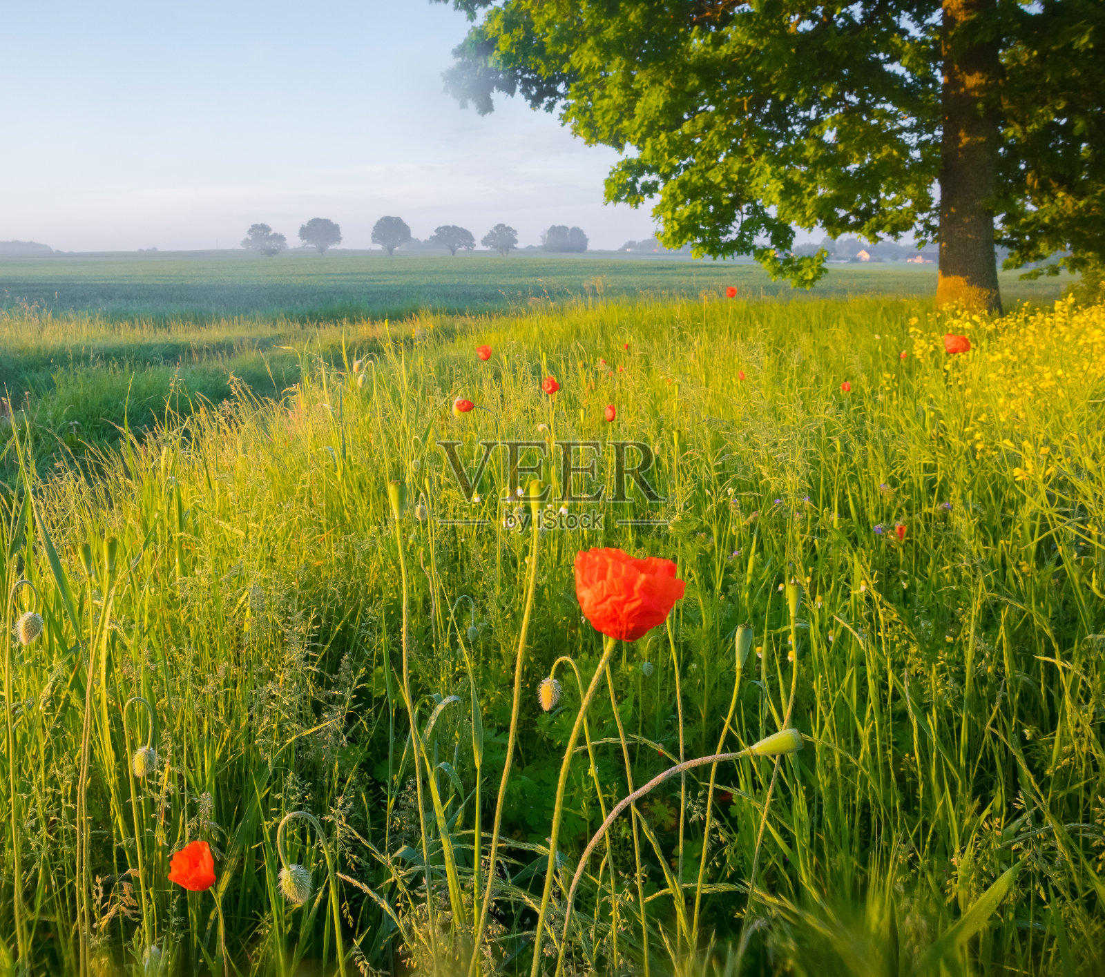 阳光亲吻的交响曲:生机勃勃的夏花在草地上跳舞照片摄影图片