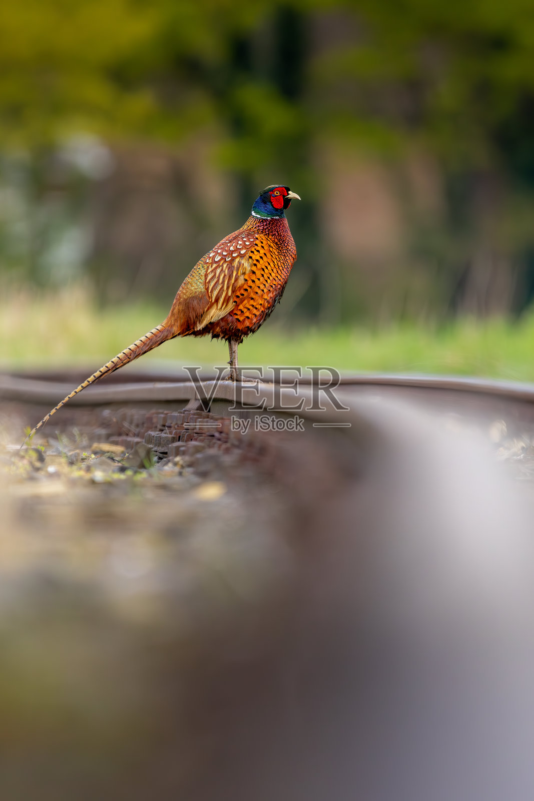 一只环颈野鸡熟练地在铁轨上保持平衡。他的目光落在附近的草地上,他的雌性栖息在那里。伟大的散景照片摄影图片