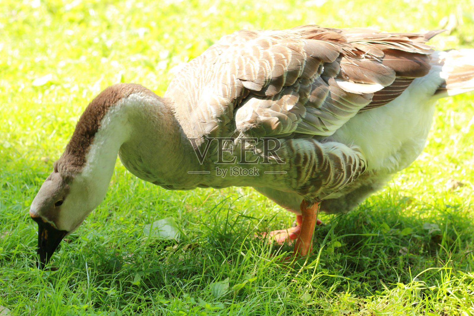 鹅照片摄影图片