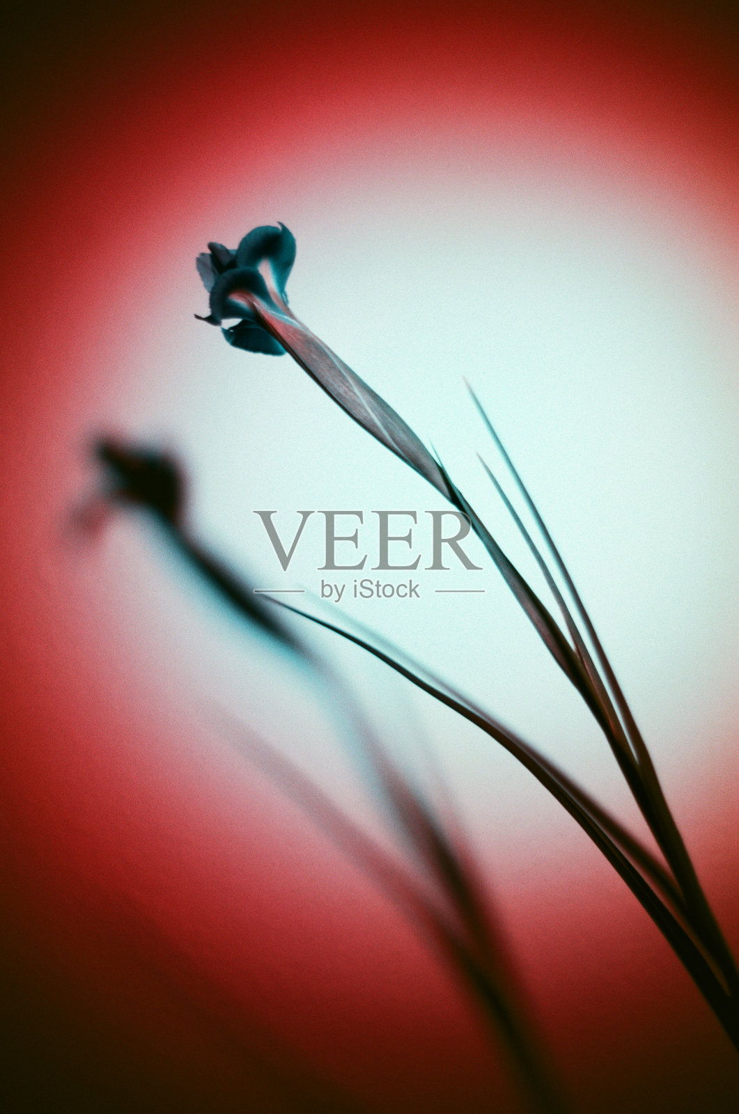 花卉研究#1照片摄影图片