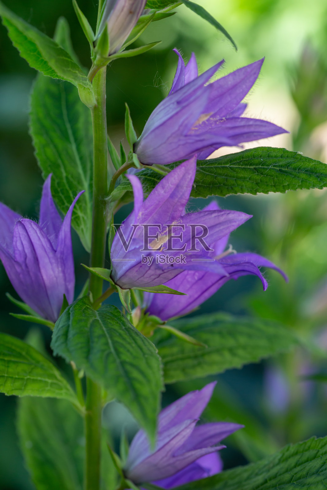 夏日花园中的大紫色风铃花微距摄影。照片摄影图片