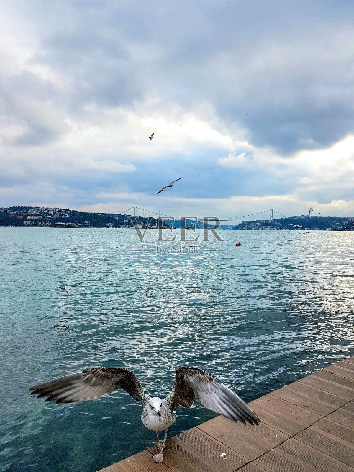 一只戴着蓝帽子的鸟照片摄影图片