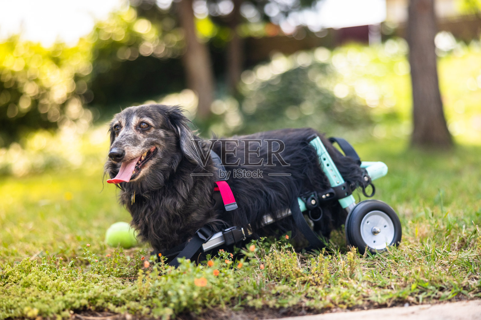有轮椅残疾的长毛腊肠犬照片摄影图片
