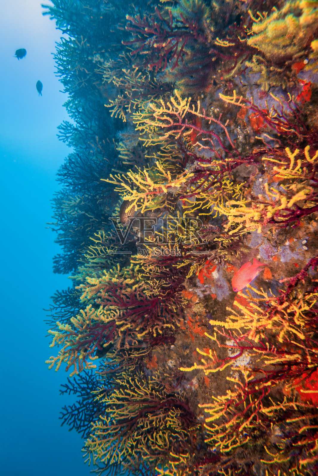 柳橙,珊瑚,红,蓝,垂直海岸布拉瓦照片摄影图片