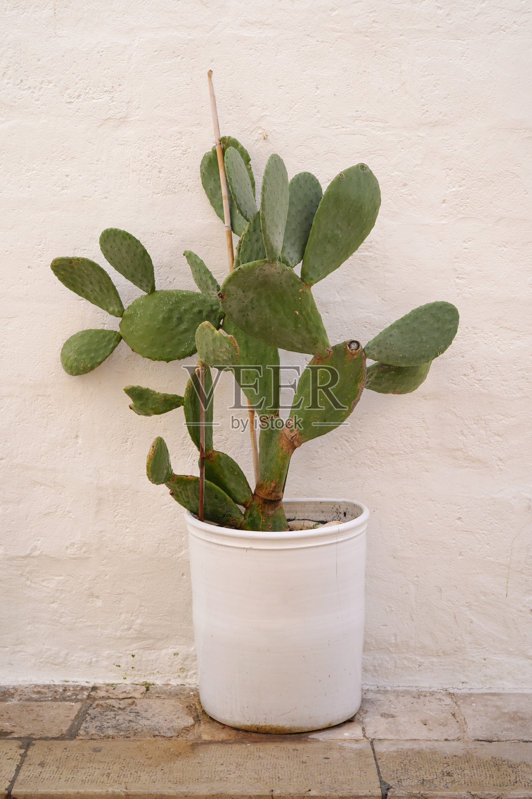 街上有一个仙人掌花盆照片摄影图片