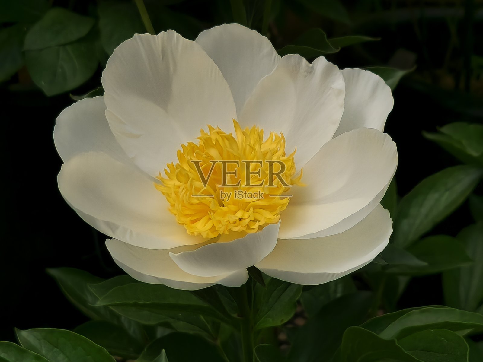 vh560000 Peony1.JPG照片摄影图片