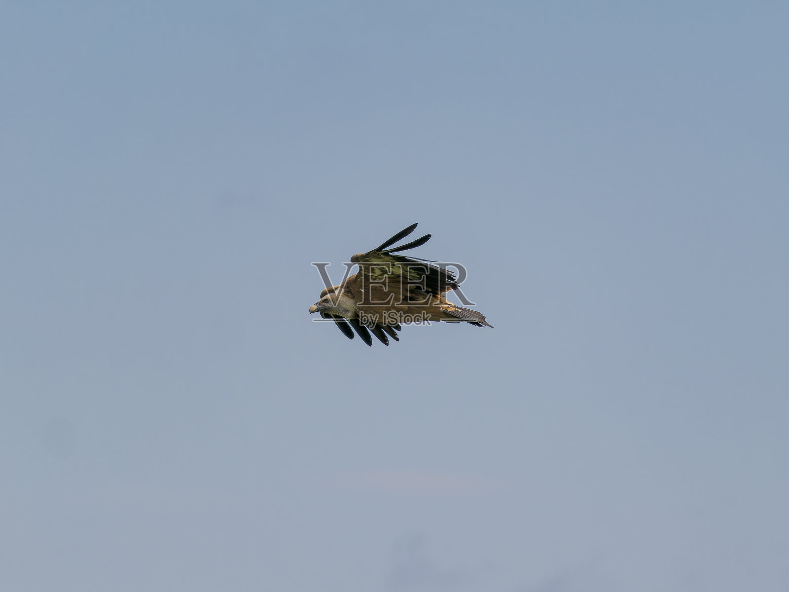 伊比利亚狮鹫秃鹫照片摄影图片