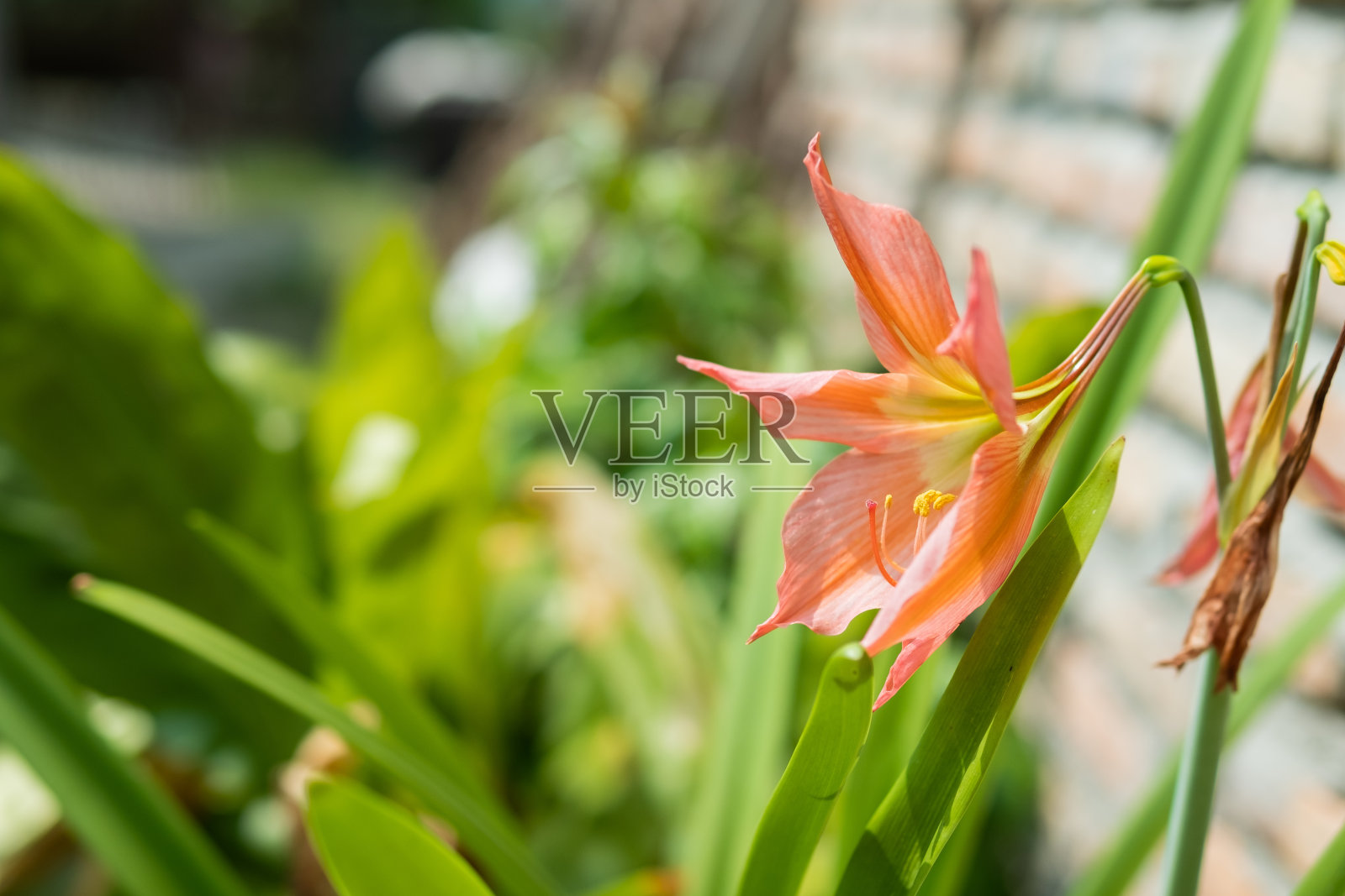 橘黄色的百合在阳光下在花园里盛开照片摄影图片