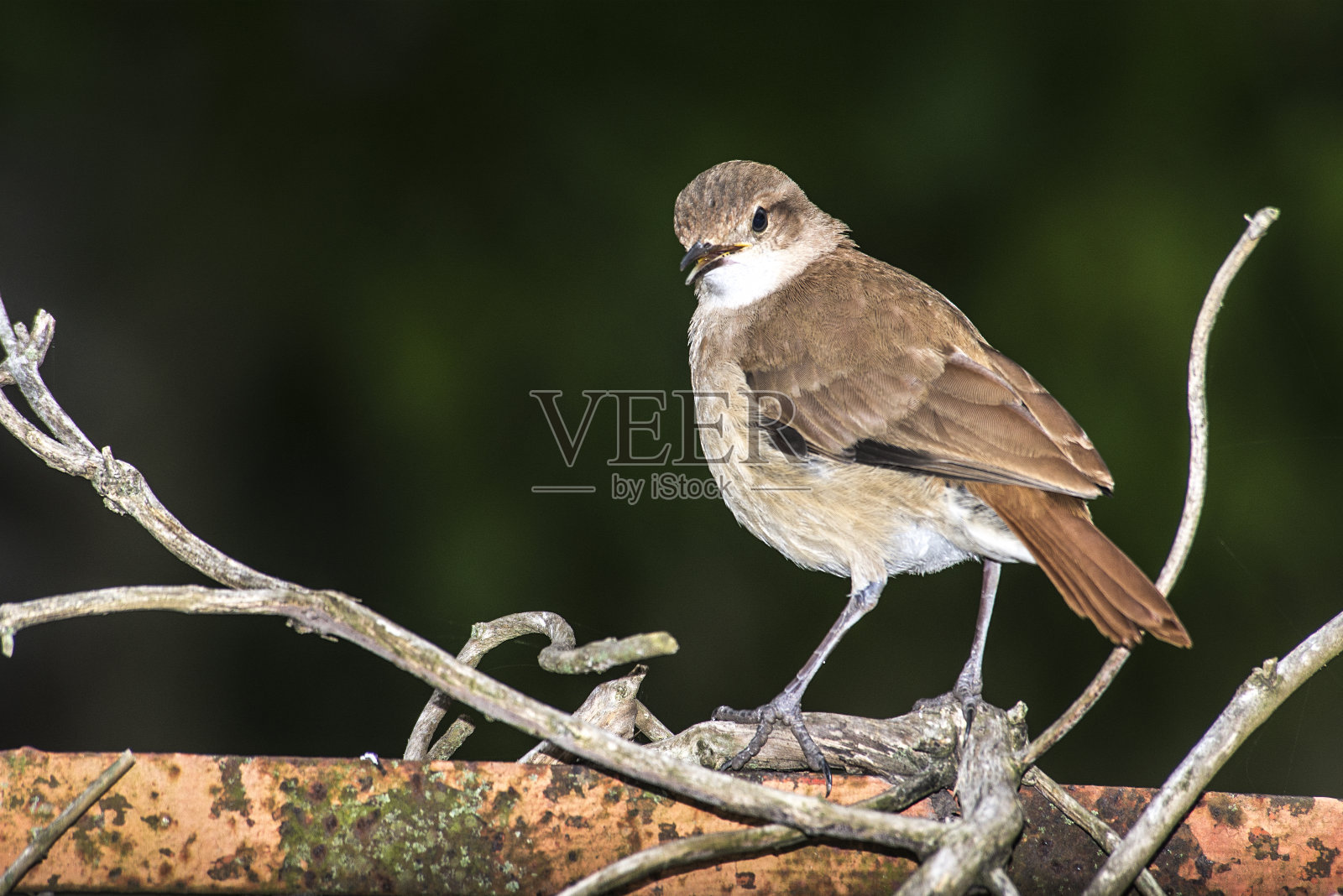一只烤炉鸟栖息在生锈的金属棒上照片摄影图片