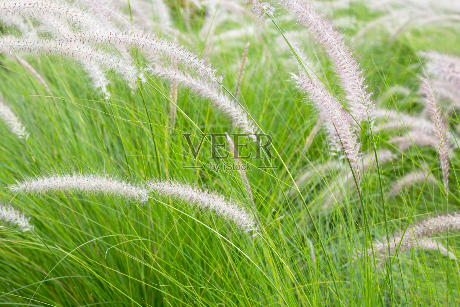 水草或狼尾草照片摄影图片