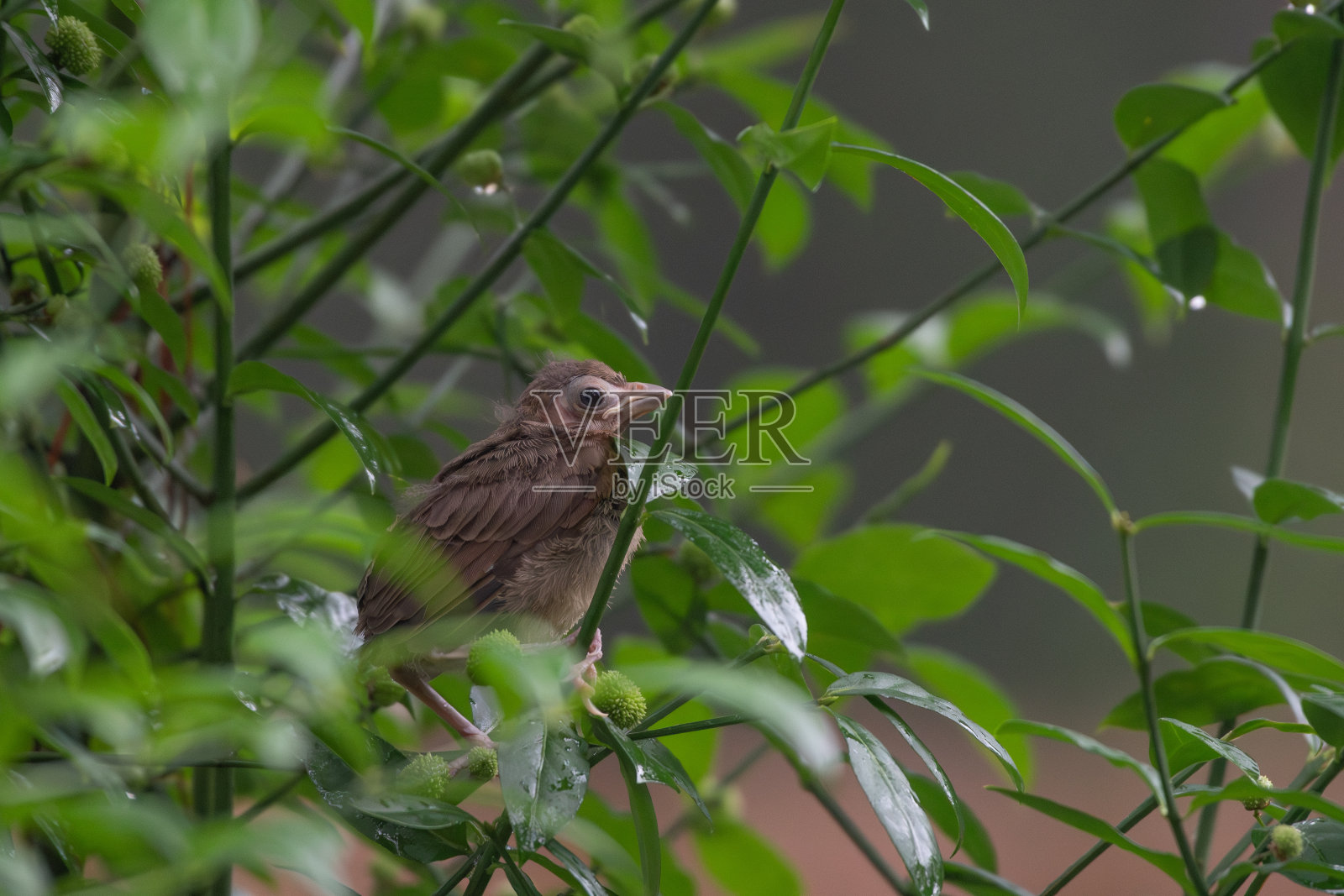 一只年轻的红衣主教在飞行前栖息在灌木上。照片摄影图片