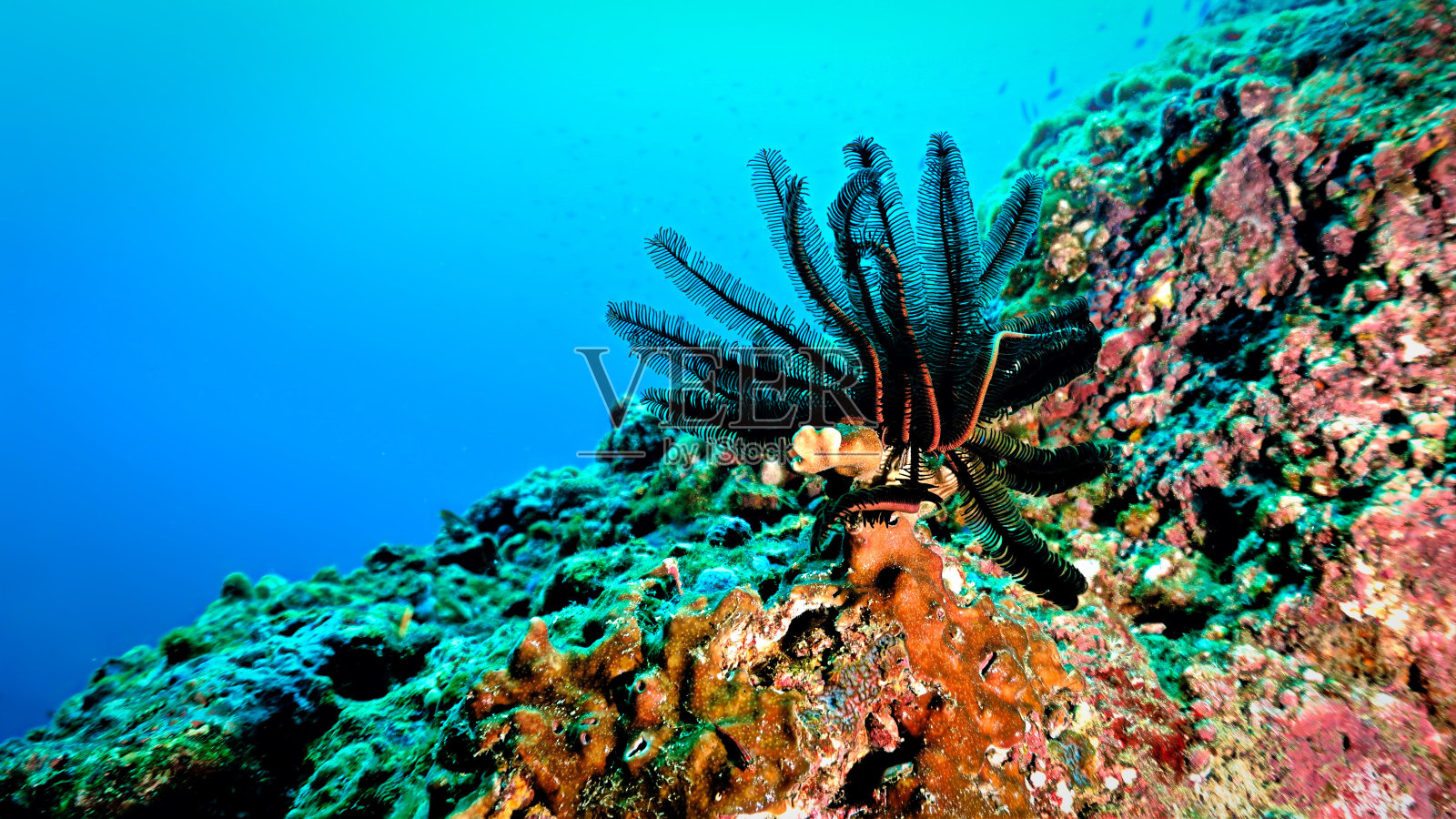 珊瑚礁中多毛类蠕虫的水下照片照片摄影图片
