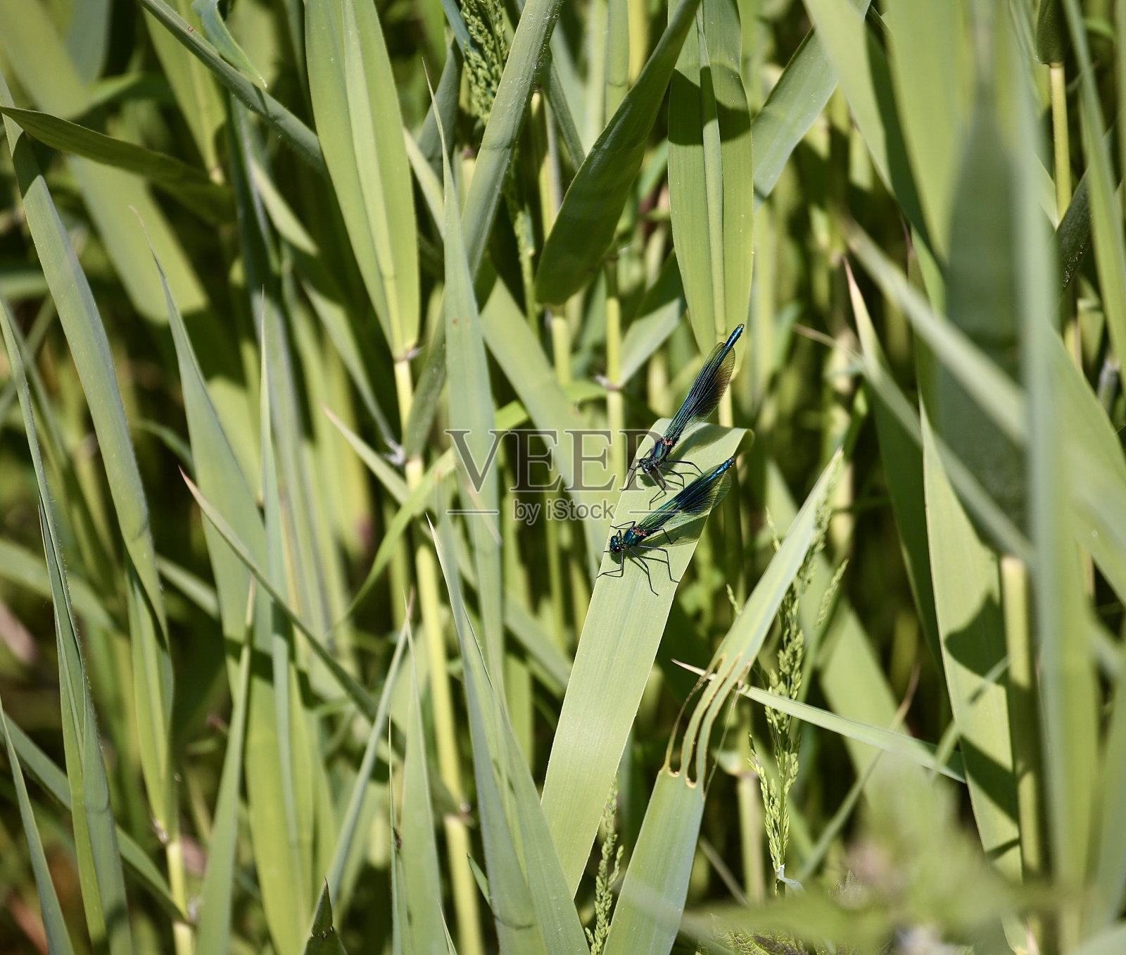 带状少女豆娘照片摄影图片
