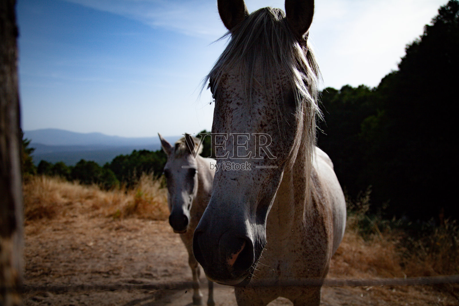 格里多斯山的马照片摄影图片