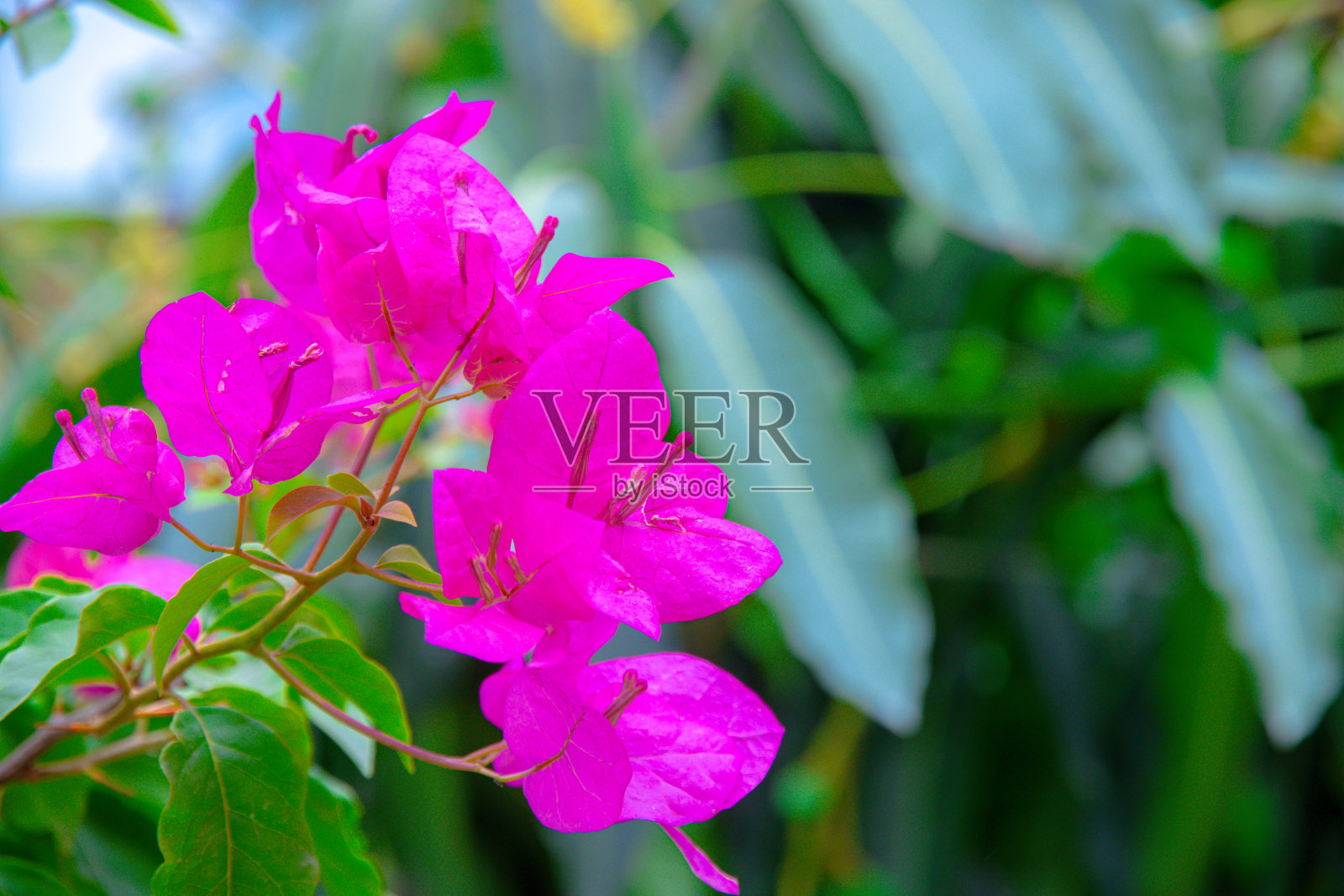 九重葛:尼泊尔植物园内的粉白色花朵照片摄影图片