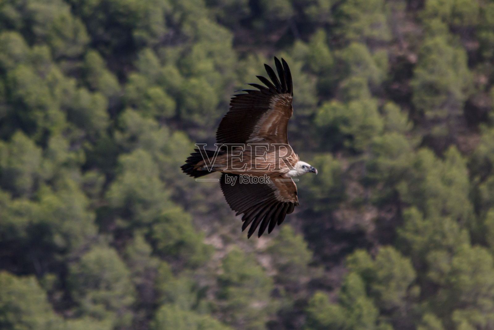 狮鹫鹫飞过西班牙阿尔科伊马里奥拉山脉的森林照片摄影图片