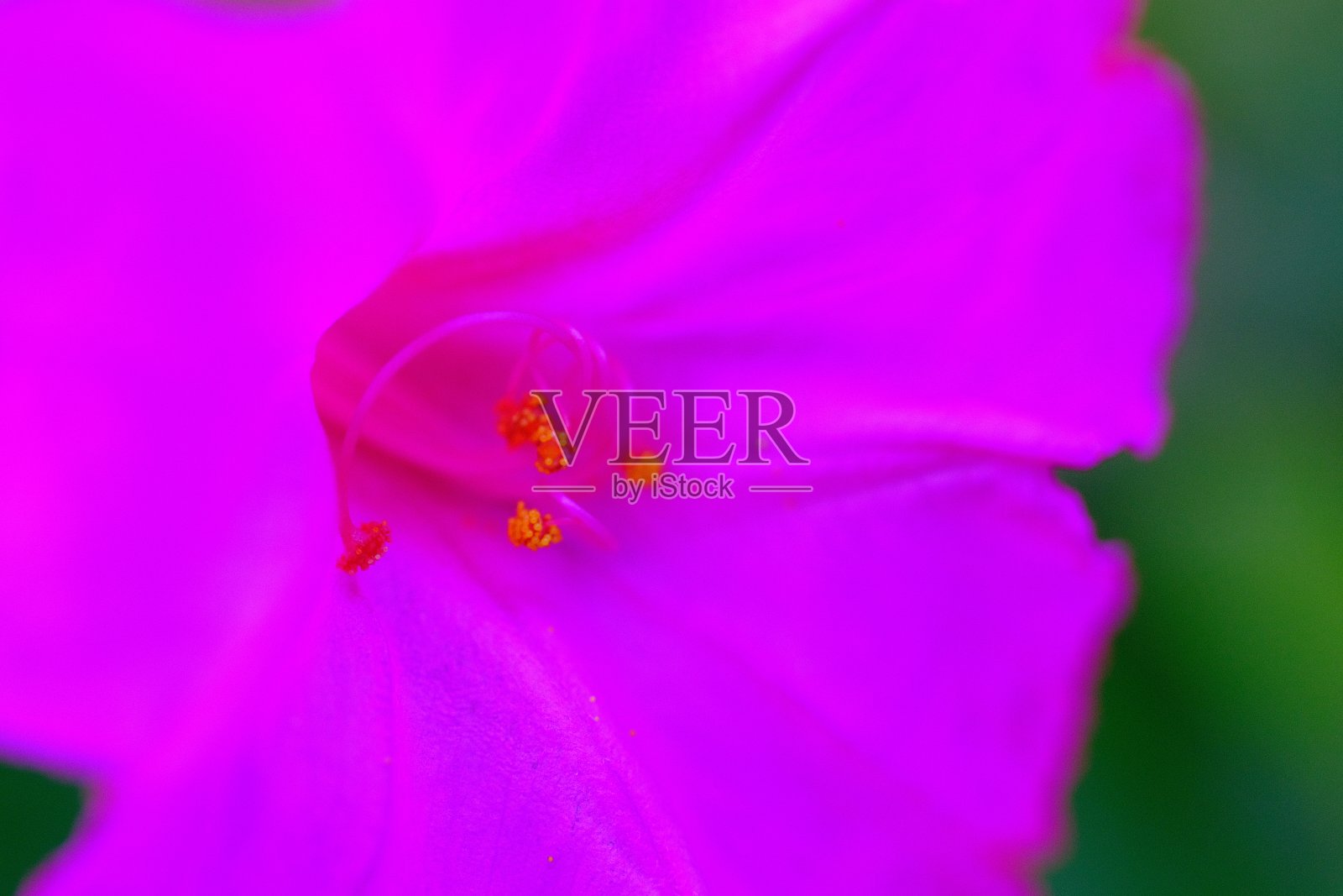 花蕾的特写照片照片摄影图片