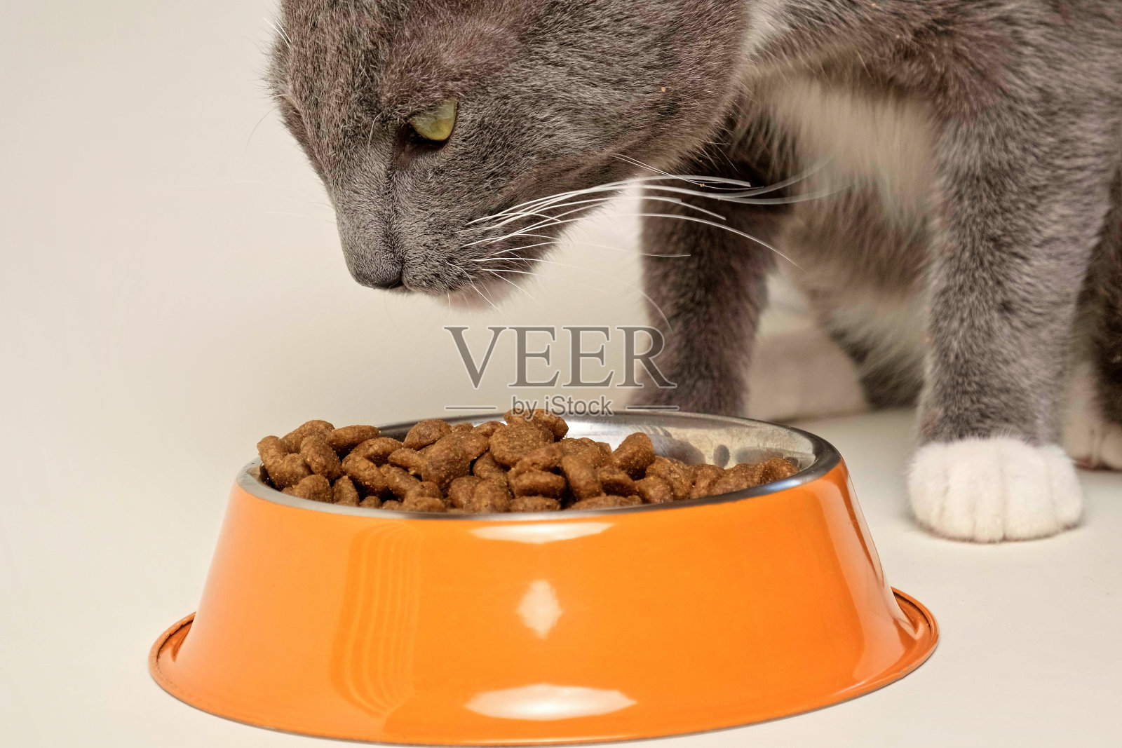 猫从碗里吃东西。小猫吃东西,舔舌头。猫喂养孤立中性背景。虎斑猫吃肉,吃饭,抬头,低头。侧视图。宠物食品横幅。家畜食品。照片摄影图片