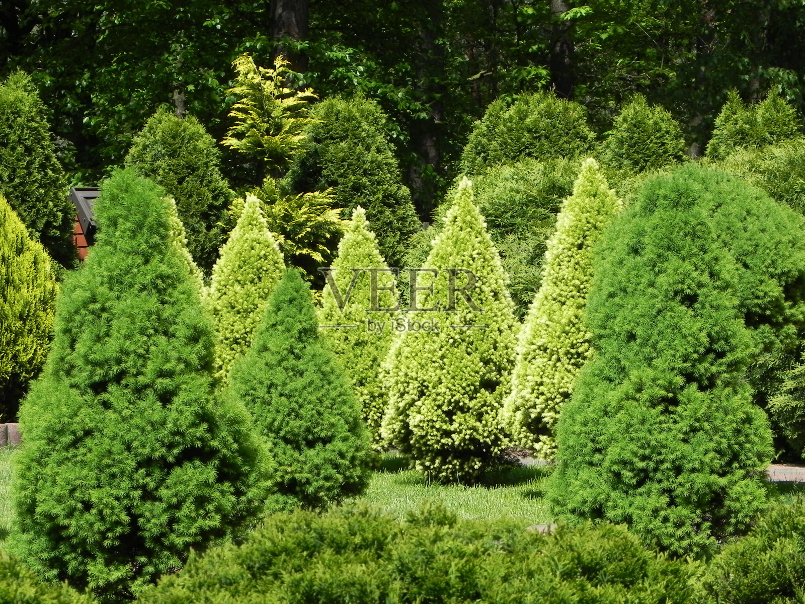花园里修剪得很漂亮的针叶树照片摄影图片