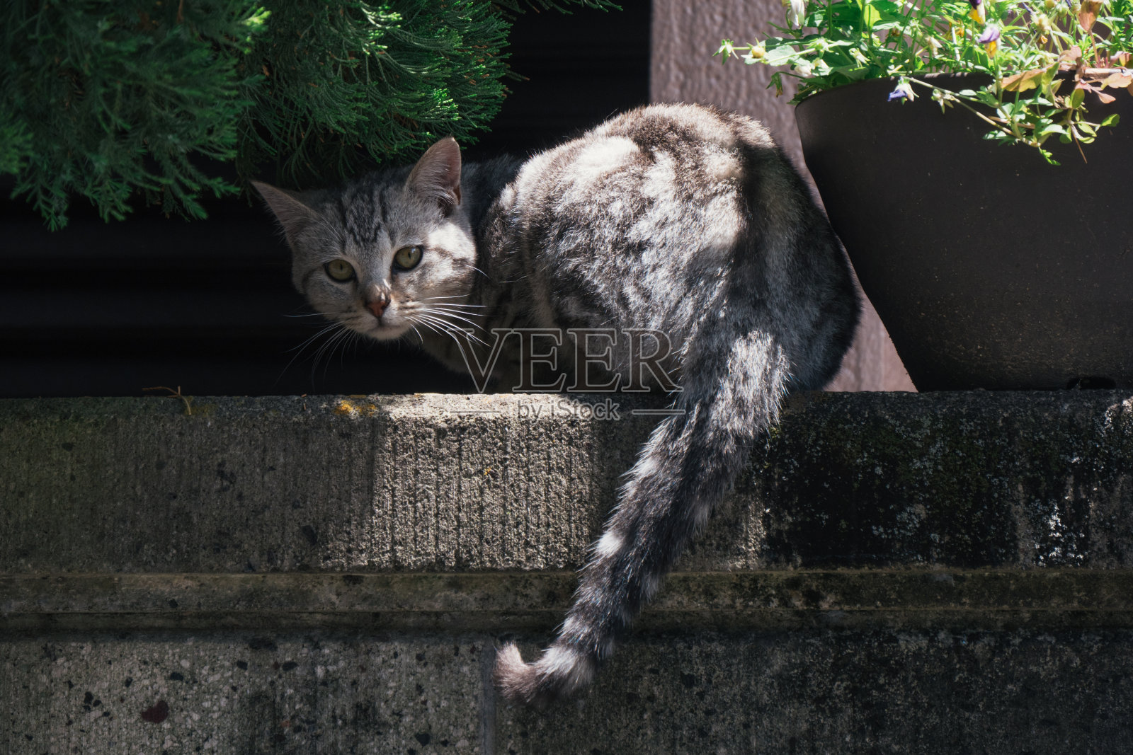 萌脸猫照片摄影图片