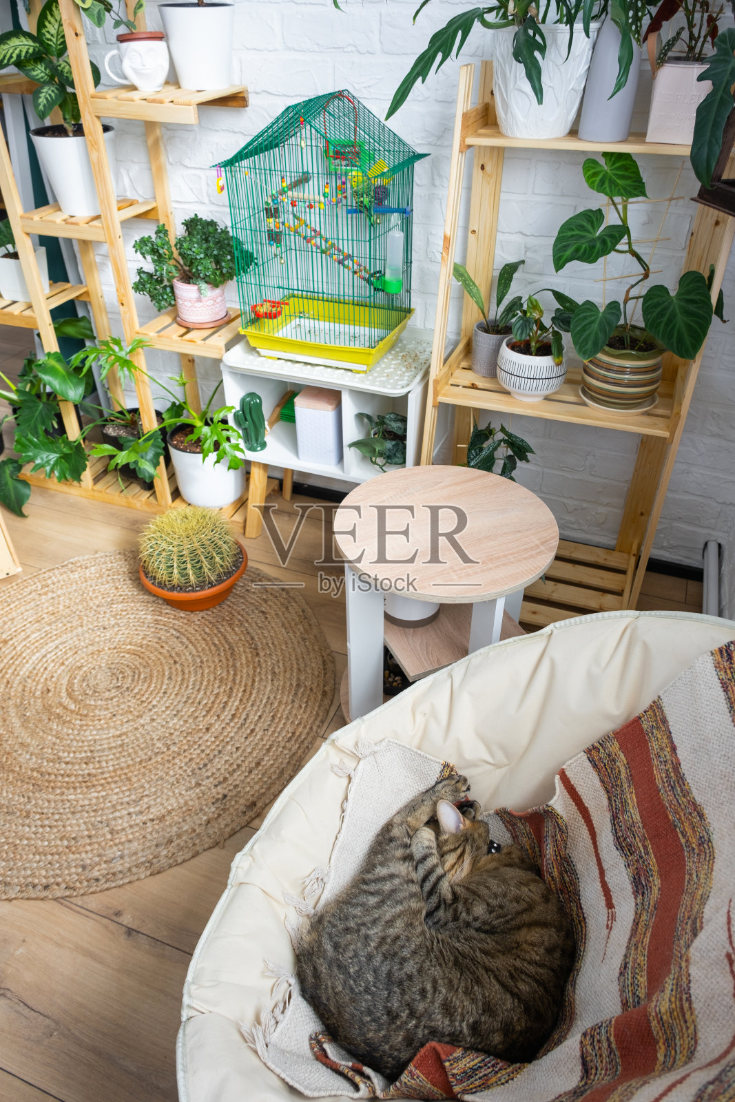 猫睡在椅子和笼子里,虎皮鹦鹉站在房子的生活角落里,室内有一组室内植物。种植爱护室内植物,绿色家园照片摄影图片