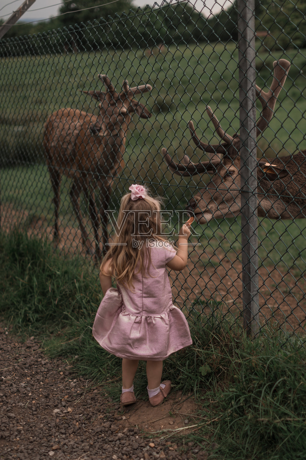 孩子们在宠物动物园的农场里喂鹿。照片摄影图片
