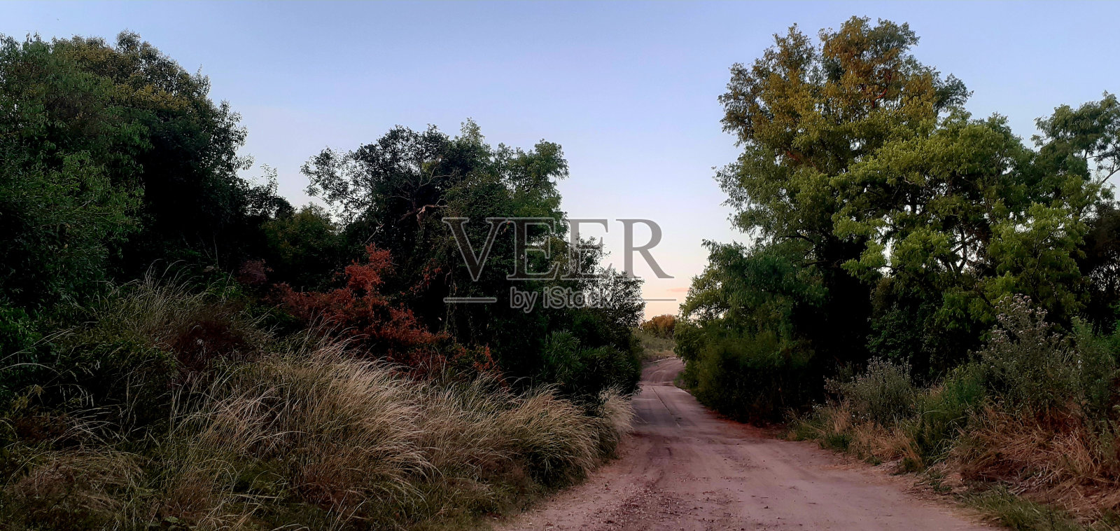 小径在植被。照片摄影图片