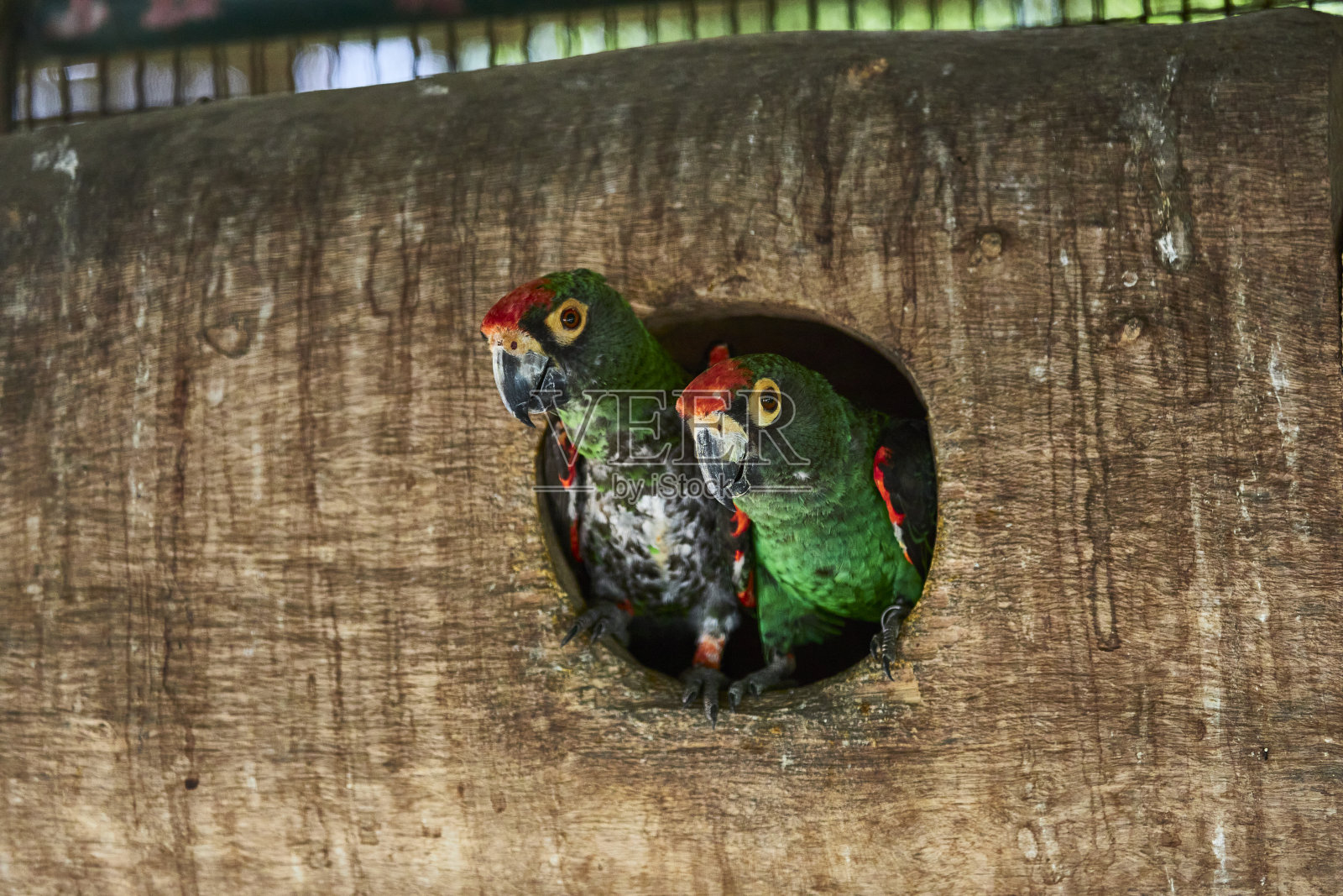 可爱的鹦鹉照片摄影图片