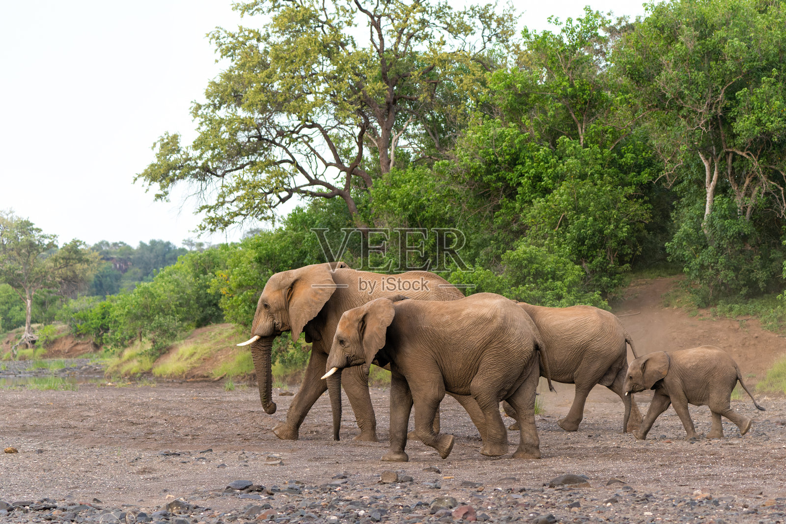 大象在马沙图禁猎区饮水照片摄影图片