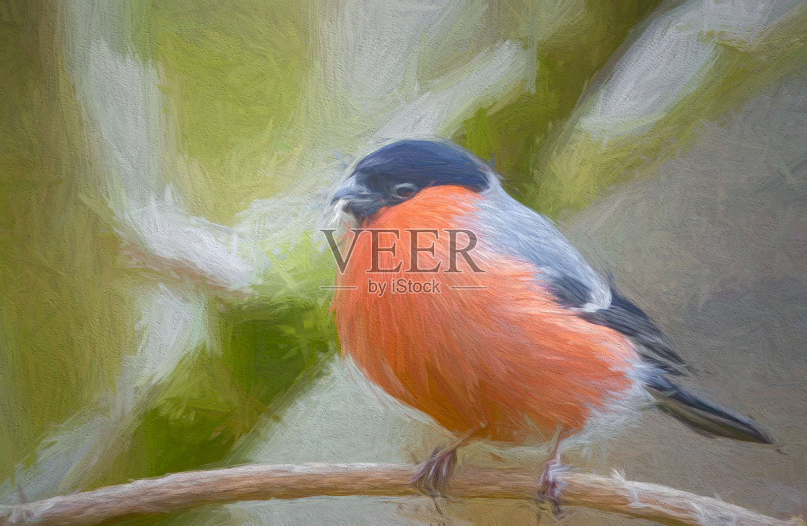 树上的红腹灰雀照片摄影图片