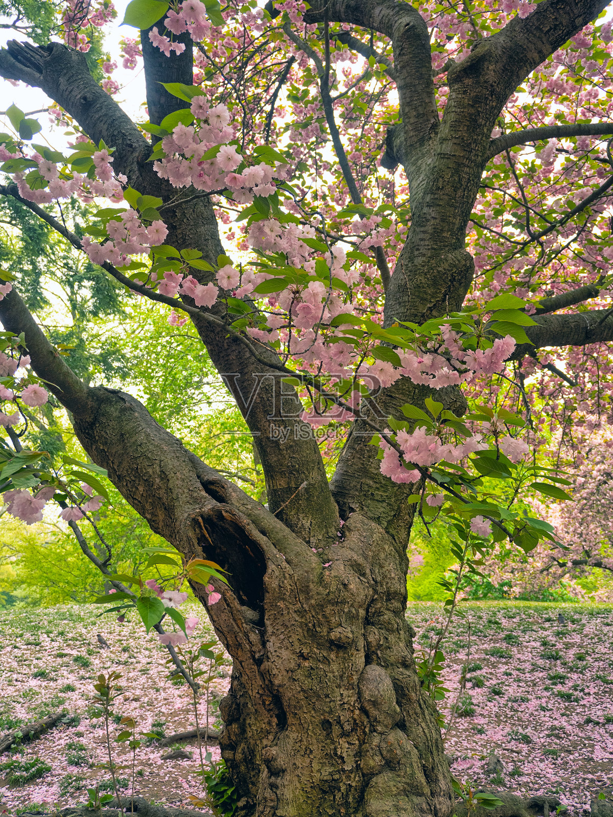 春天的日本樱花树照片摄影图片