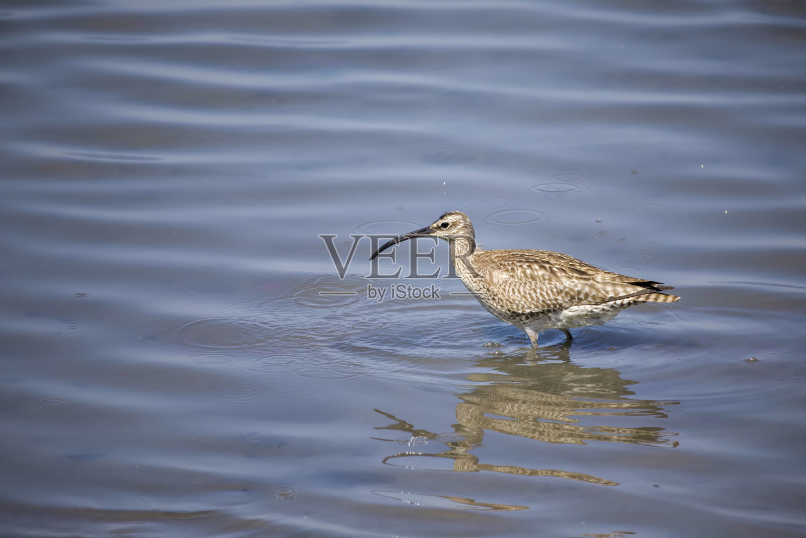 Whimbrel在滩头寻找食物。照片摄影图片