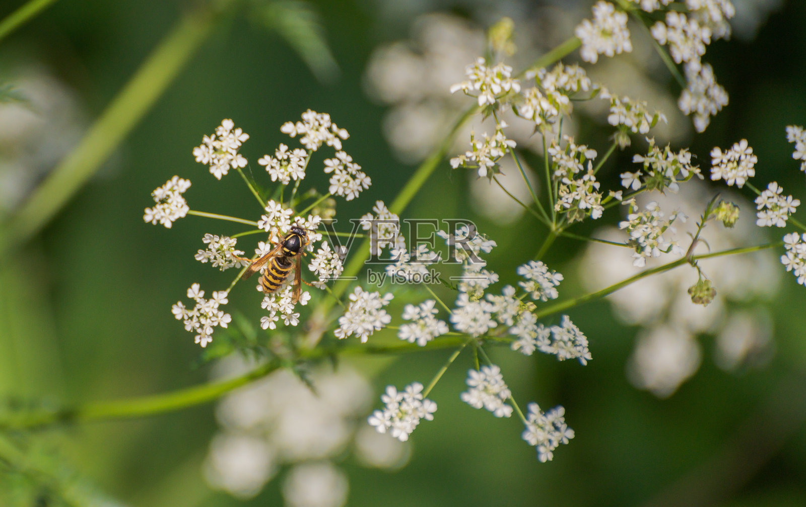 黄蜂在炭疽菌上采集花蜜照片摄影图片