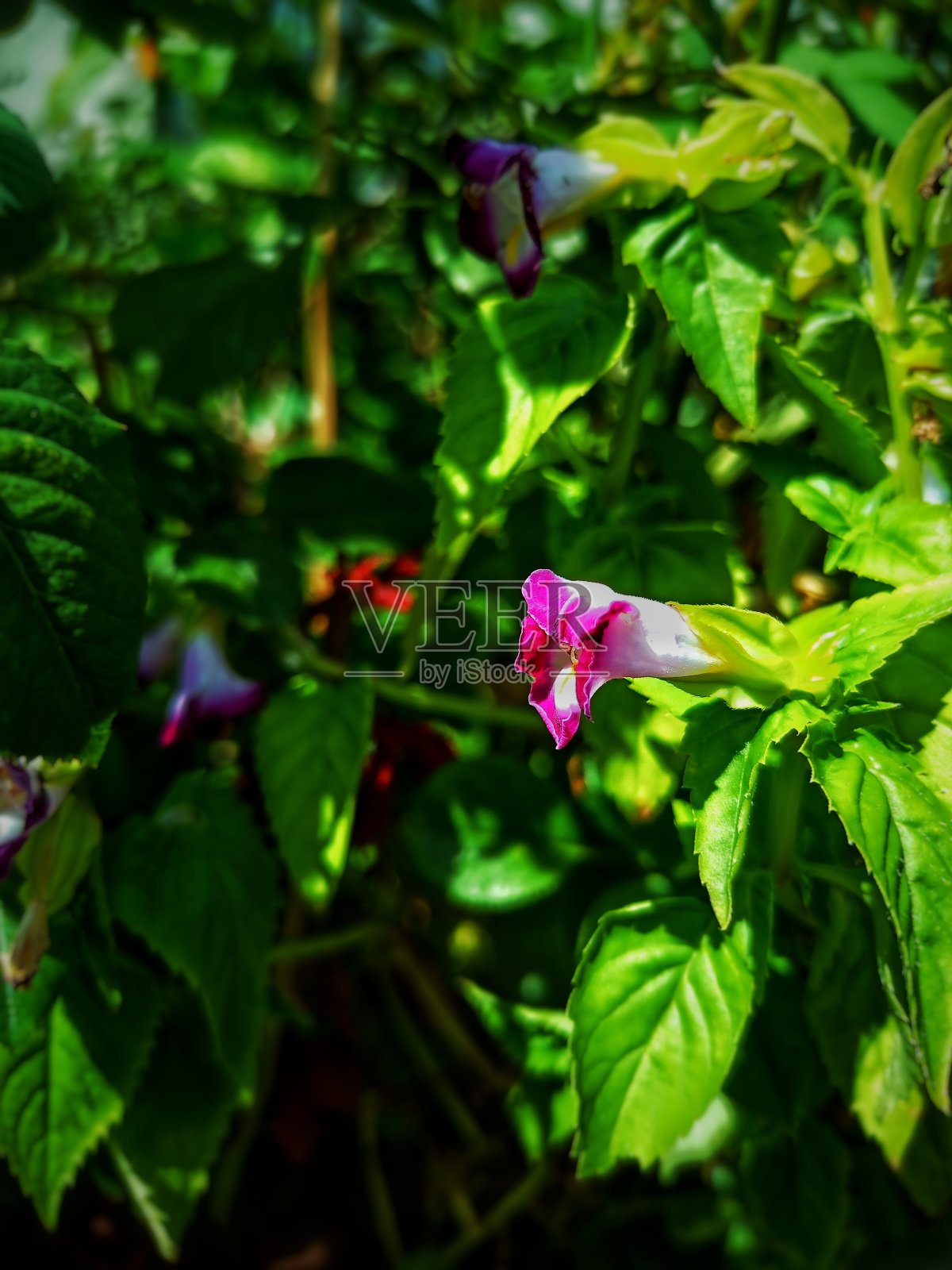 散焦抽象背景的一朵未盛开的花。照片摄影图片