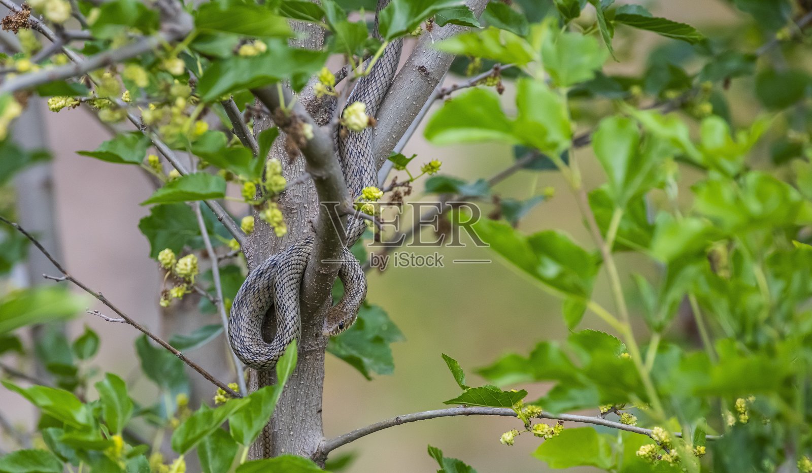 黑鞭蛇照片摄影图片